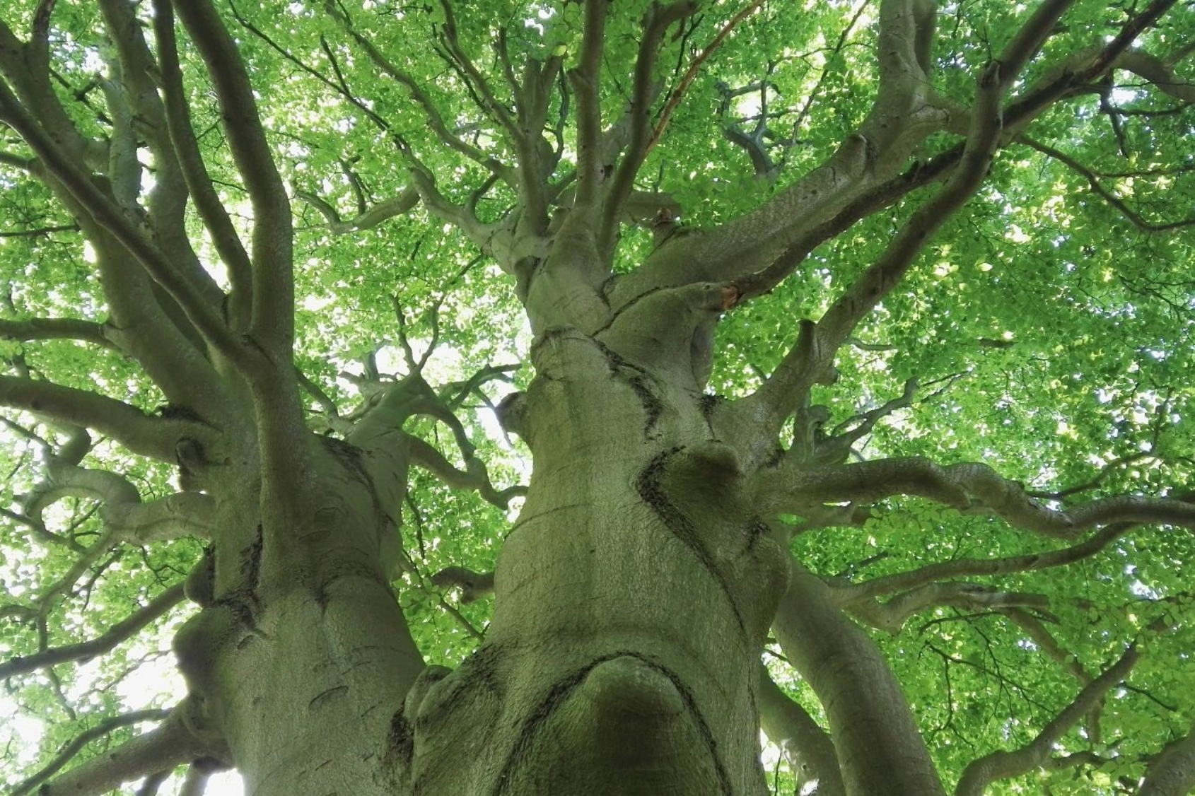 Jaarwiel Lentecyclus - Healing Tao - Sprankelend de lente in